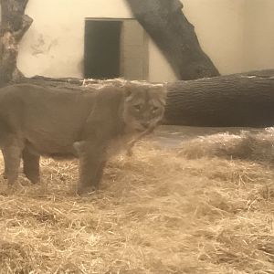 Asiatic lion “Roberta”