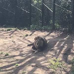Asiatic lion “Jay”