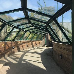 Sumatran tiger viewing tunnel