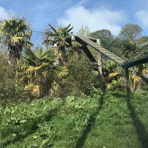 Male Sumatran tiger enclosure (2)