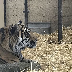 Sumatran tiger “Lucu”