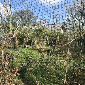 Male Sumatran tiger enclosure (3)