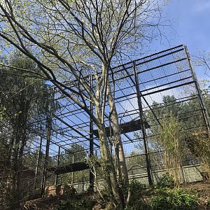 Asiatic lion holding area