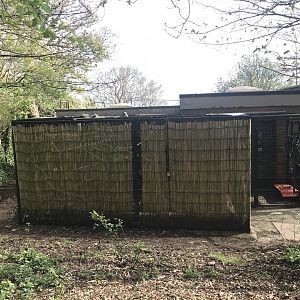 Second yellow breasted capuchin enclosure