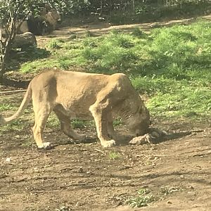 Asiatic lion “Roberta”