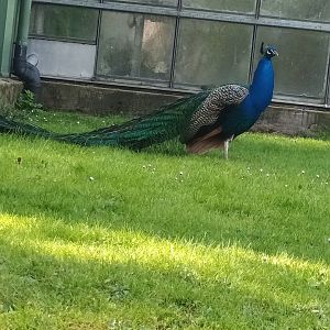 Freeroaming Blue Peafowl