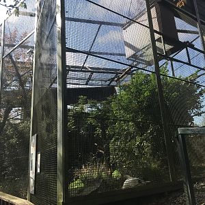 Egyptian vulture enclosure
