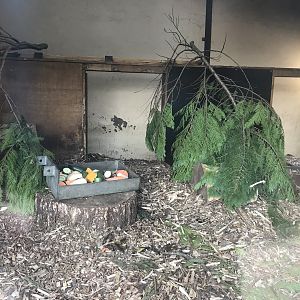 Cape porcupine indoors