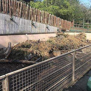 Cape porcupine enclosure