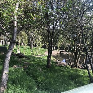 Asian short clawed otter enclosure