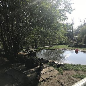 Asian short clawed otter enclosure (3)