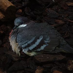 Luzon bleeding-heart (Gallicolumba luzonica) (04/22)