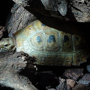 Elongated tortoise (Indotestudo elongata) (04/22)