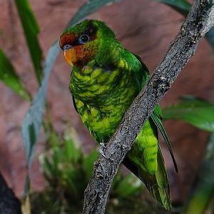 Mindanao lorikeet (Saudareos johnstoniae)