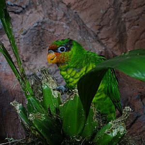 Mindanao lorikeet (Saudareos johnstoniae)