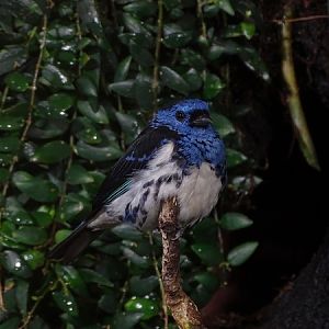 Turquoise tanager (Tangara mexicana) (04/22)