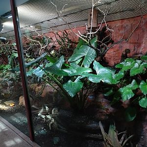 Mixed enclosure in the Cat House (04/22) (species list in description)