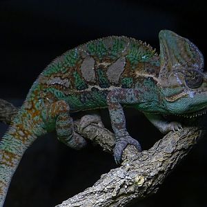 Veiled chameleon (Chamaeleo calyptratus) (04/22)