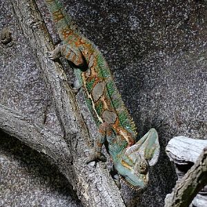 Veiled chameleon (Chamaeleo calyptratus) (04/22)