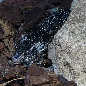 Peach-throated monitor (Varanus jobiensis) (04/22)