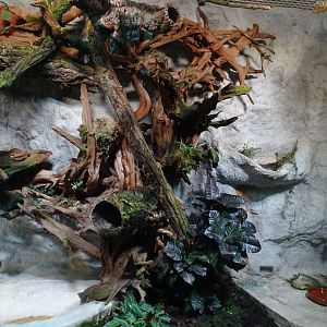 Cat House; Solomon Island skink enclosure (04/22)