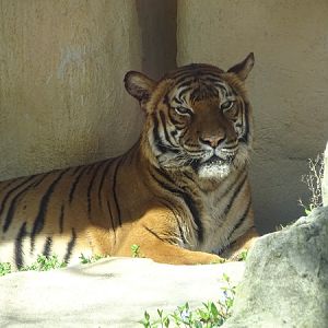 Malayan tiger (Panthera tigris jacksoni) (04/22)
