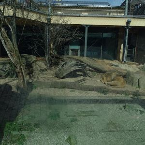 Cat House: Lion Enclosure (04/22)