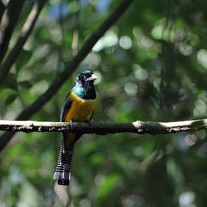 Black-throated Trogon