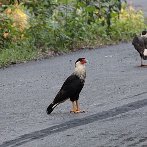 Crested Caracara