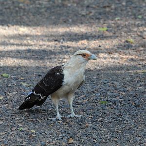 Yellow-headed Caracara