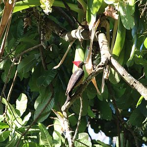 Lineated Woodpecker