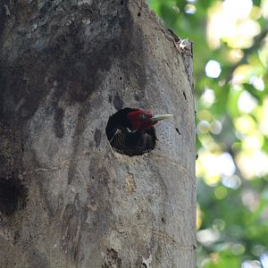 Pale-billed Woodpecker