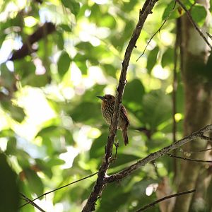 White-whiskered Puffbird