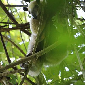 Northern Tamandua