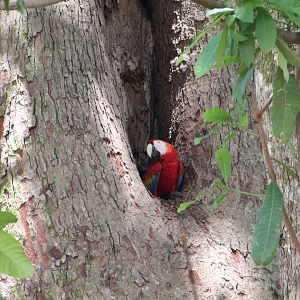 Scarlet Macaw