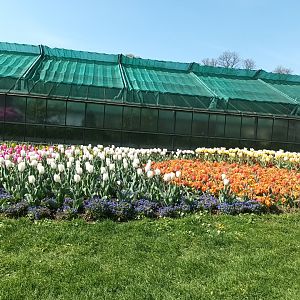 Row of Greenhouses and Flowers
