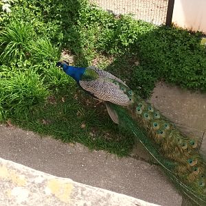 Freeroaming Blue Peafowl