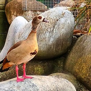 Wild Egyptian Goose inside the African Penguin Enclosure
