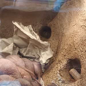 New 2022 small Mammal and Bird House Naked Mole Rats