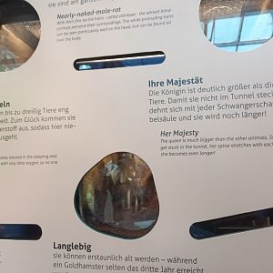 New 2022 small Mammal and Bird House Naked Mole Rat Enclosure