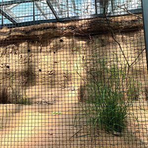 New 2022 small Mammal and Bird House European Hopphoe, European Beeater and Sandgrouse Aviary