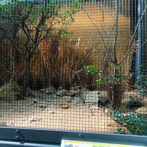 New 2022 small Mammal and Bird House Kittlitz Sand Plover and Variable Sunbird Aviry