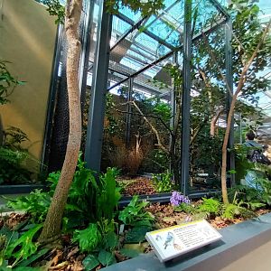 New 2022 small Mammal and Bird House African Pygmy Falcon Aviary