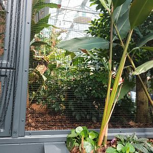 New 2022 small Mammal and Bird House Chevrotain Enclosure