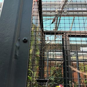 New 2022 small Mammal and Bird House Amazillia Hummingbird