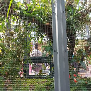 New 2022 small Mammal and Bird House Amazillia Hummingbird Aviary