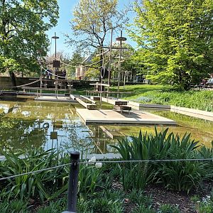 Variegated Spider Monkey Island