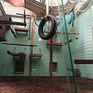 Javan Lutung Indoor Enclosure