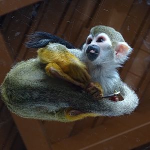 Common squirrel monkey (Saimiri sciureus) (04/22)