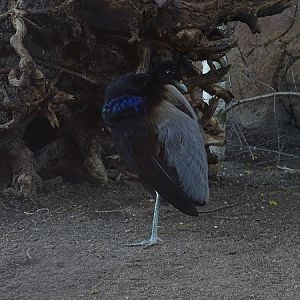 Grey-winged trumpeter (Psophia crepitans) (04/22)